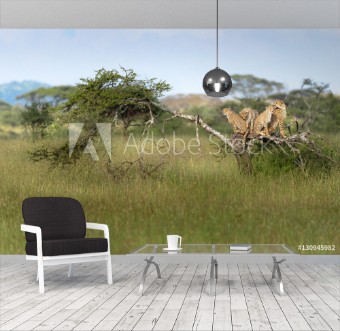 Picture of Mother Cheetah and her cubs resting on a felled tree whilst onlooking for prey Serengeti Tanzania Africa